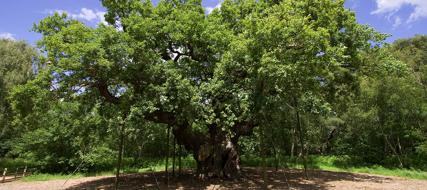 The Major Oak, Sherwood Forest, Nottinghamshire